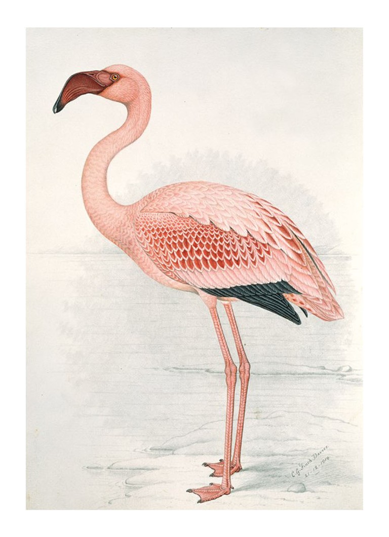 IXXI - Flamingo Finch wanddecoratie - Oudroze