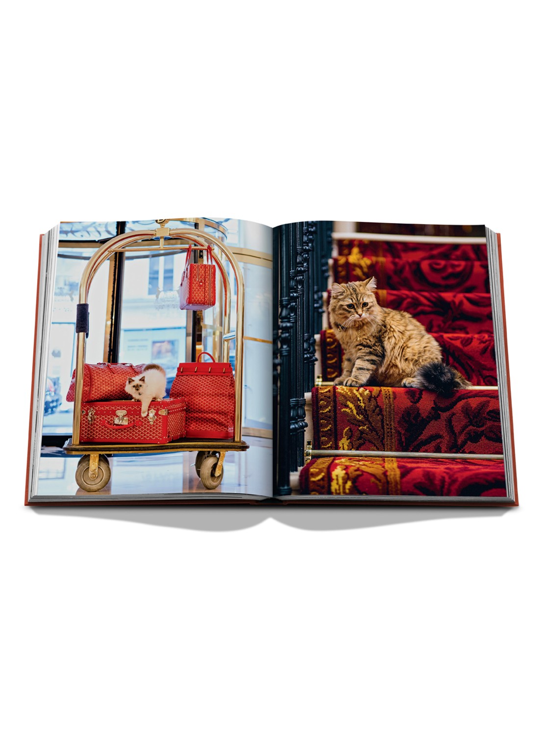 Assouline Chic Cats - detail 5 multicolor