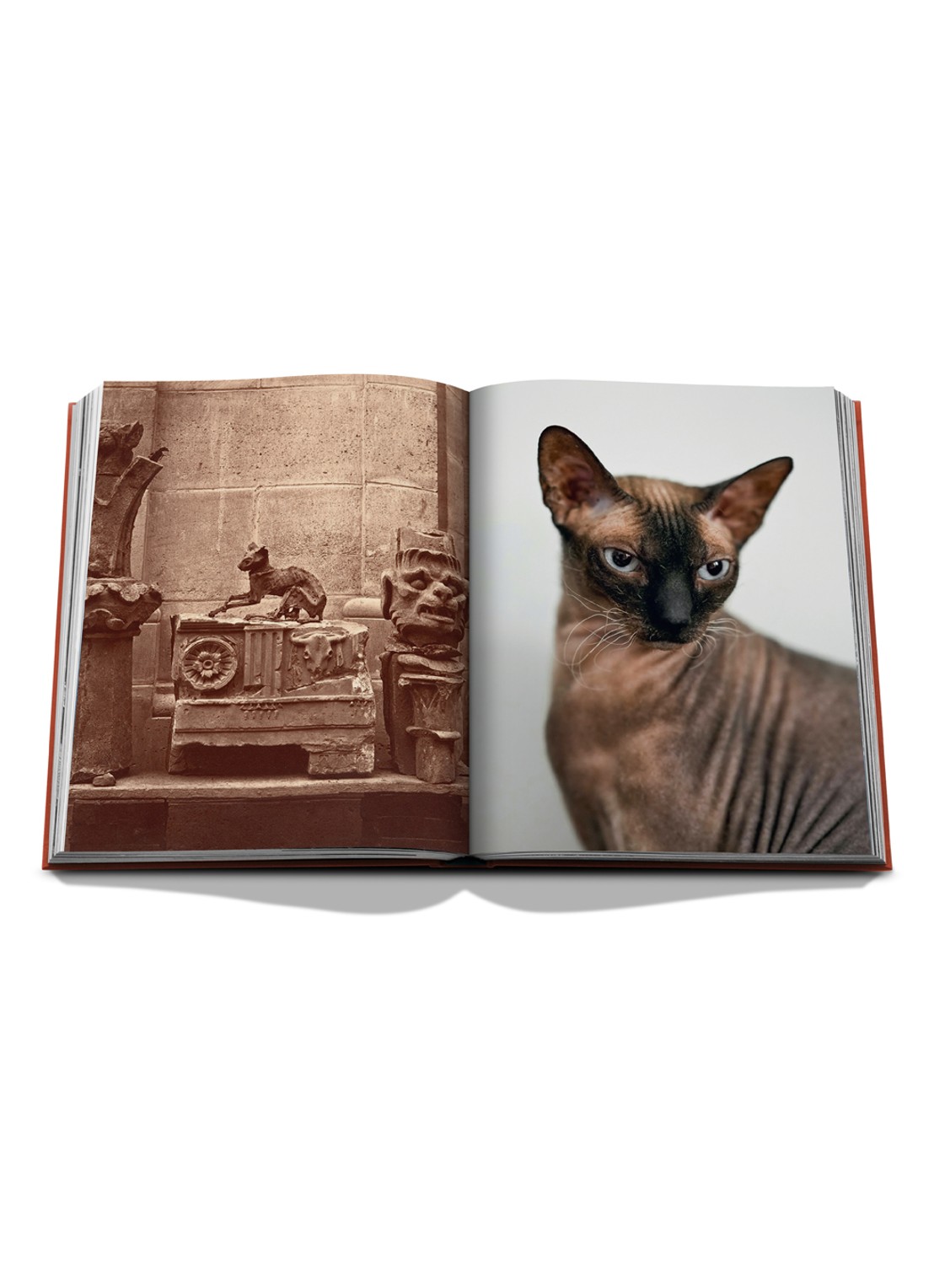 Assouline Chic Cats - voorkant 8 multicolor