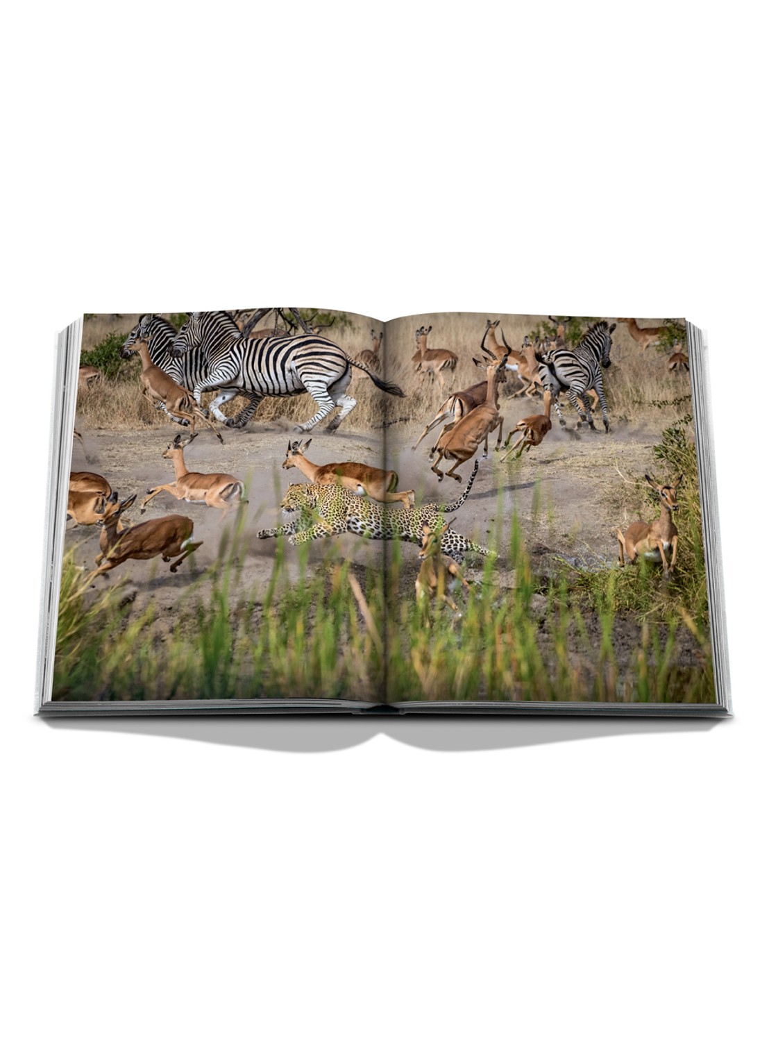 Assouline Londolozi: The Safari That Changed Everything - detail 5 multicolor