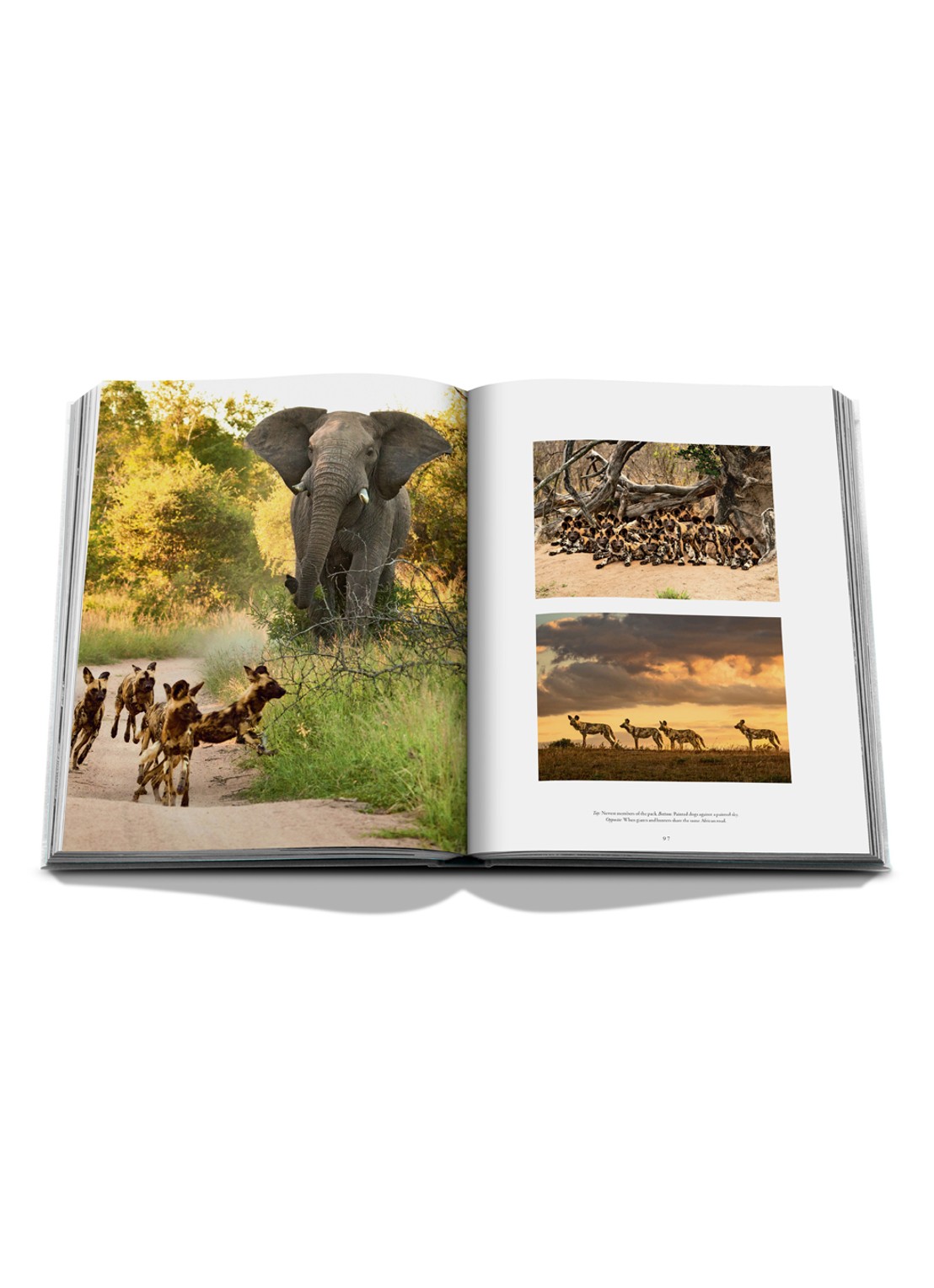 Assouline Londolozi: The Safari That Changed Everything - detail 7 multicolor
