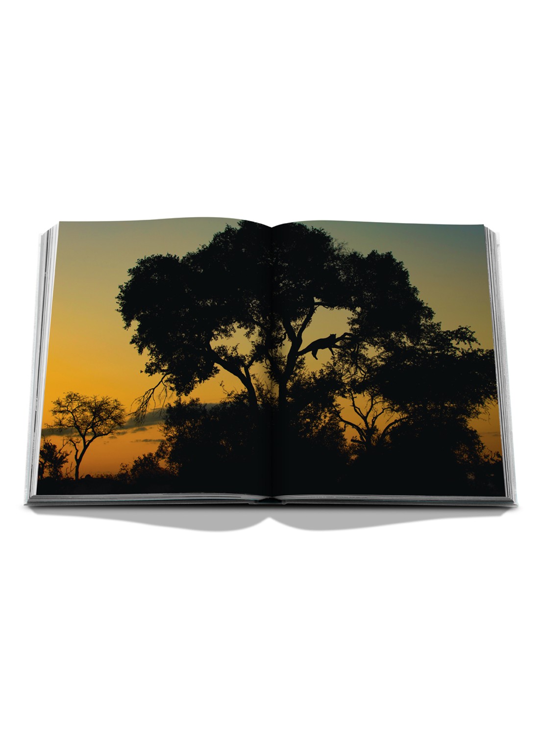 Assouline Londolozi: The Safari That Changed Everything - voorkant 2 multicolor