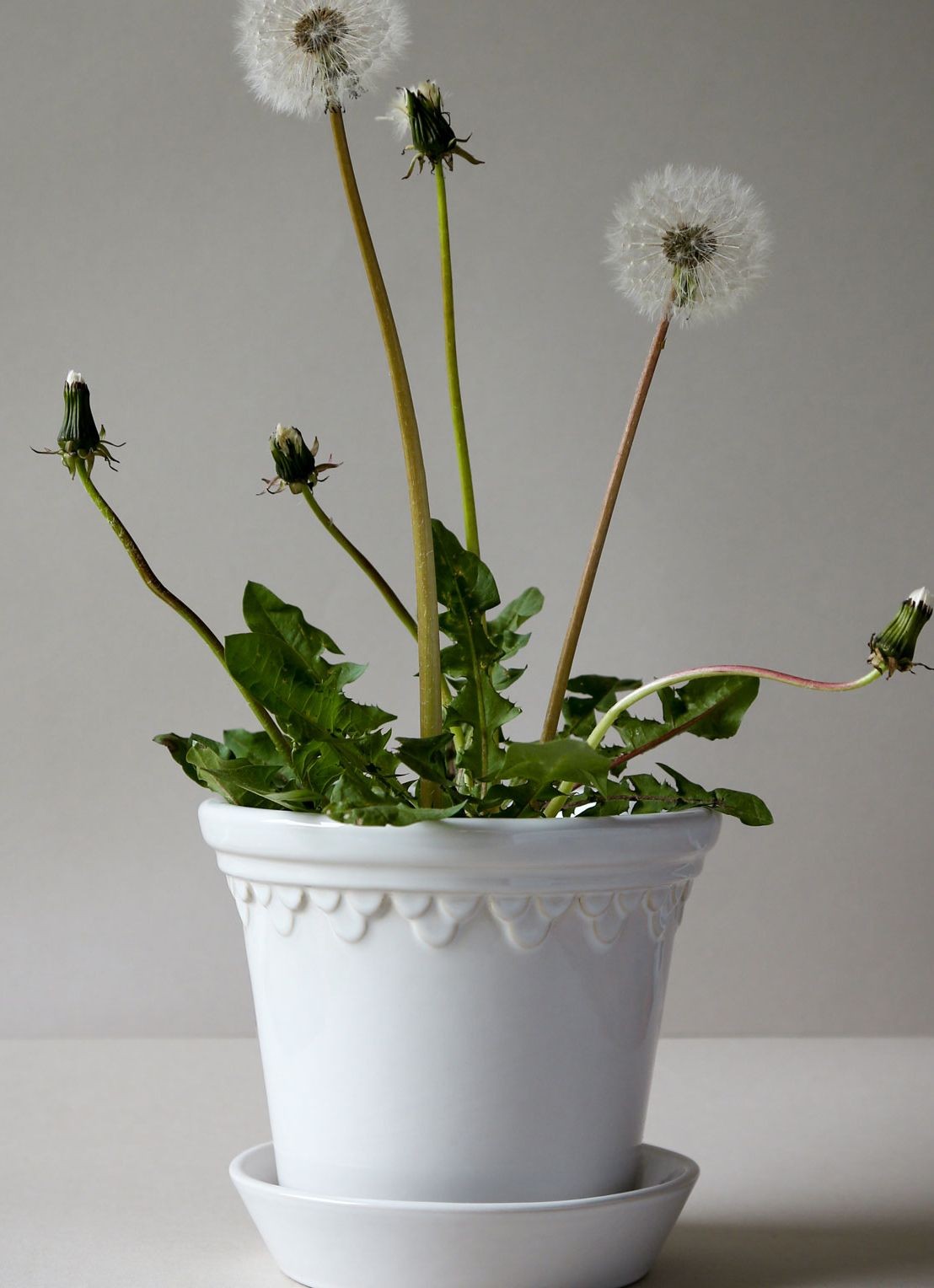 Bergs Potter Københavner bloempot voor binnen Ø16 cm - achterkant 3 wit