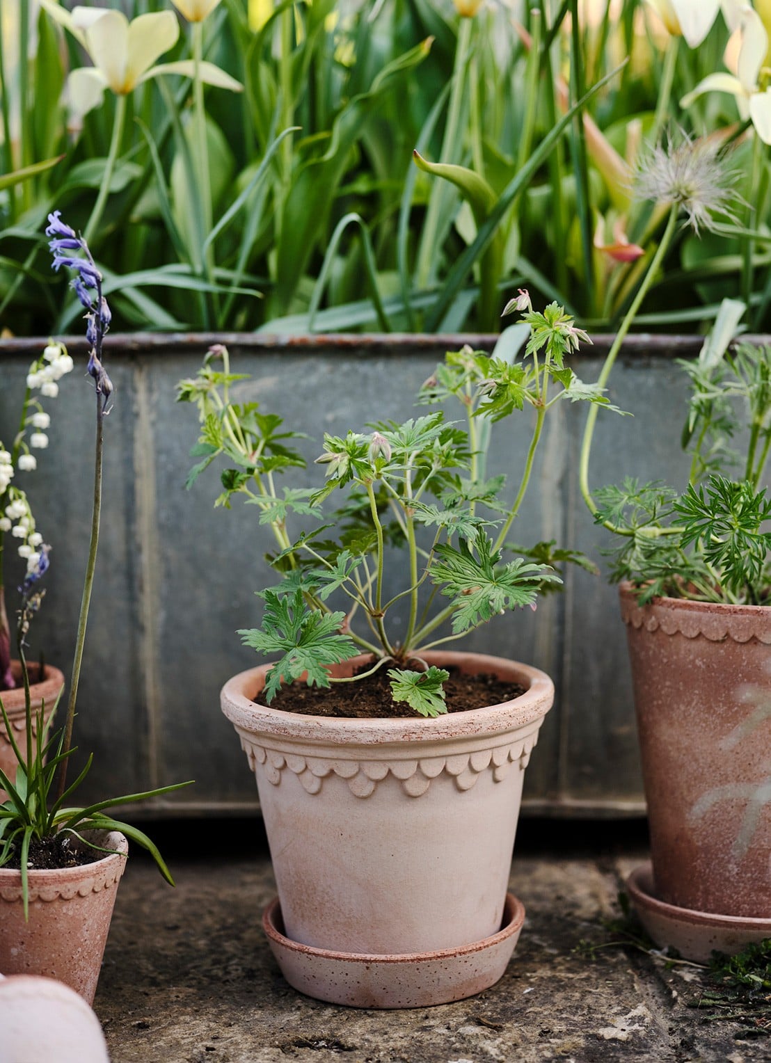 Bergs Potter Københavner bloempot voor binnen en buiten Ø21 cm - voorkant 2 donkerbeige