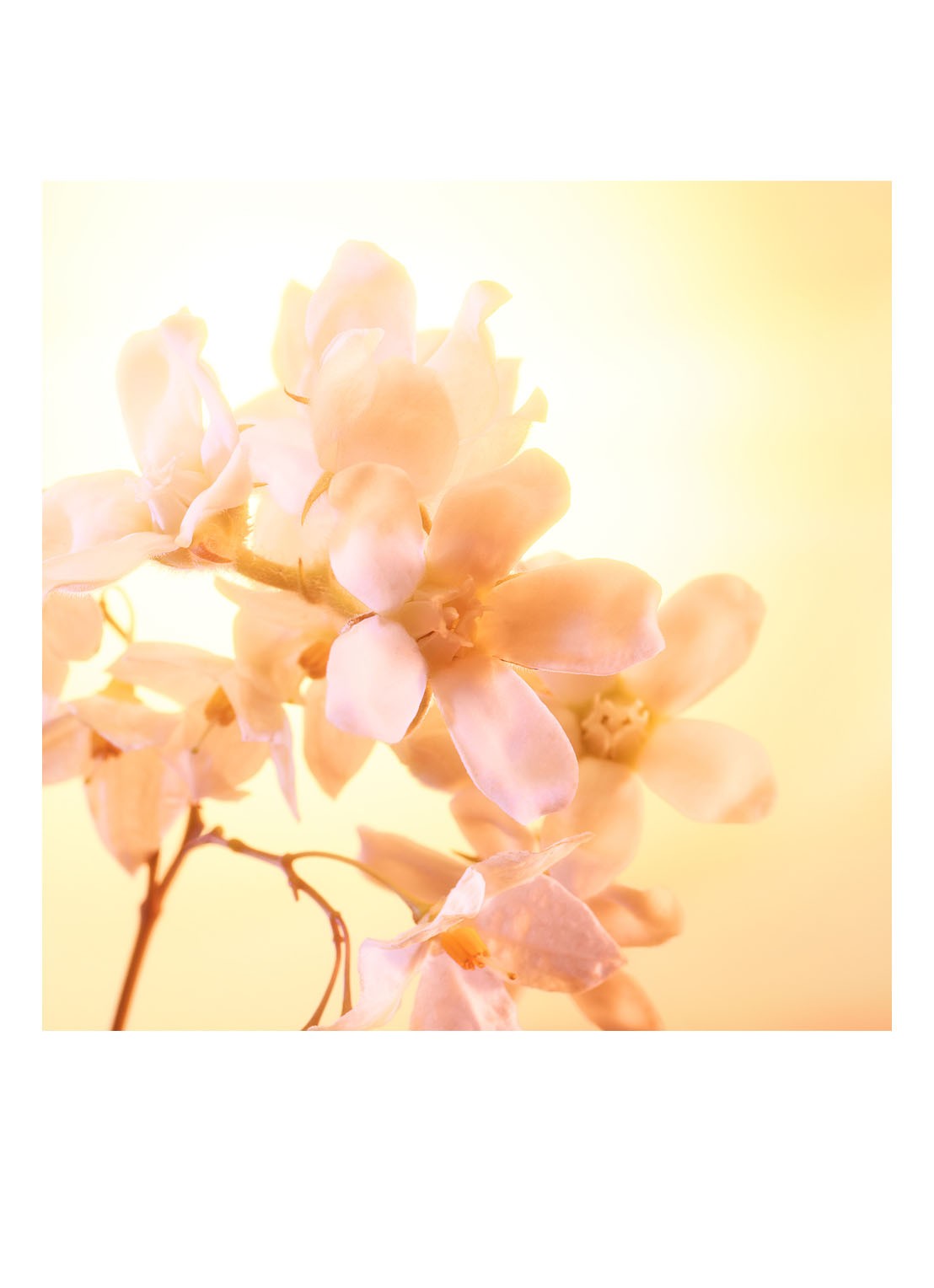 Charlotte Tilbury Joyphoria Eau de Parfum - detail 4 undefined