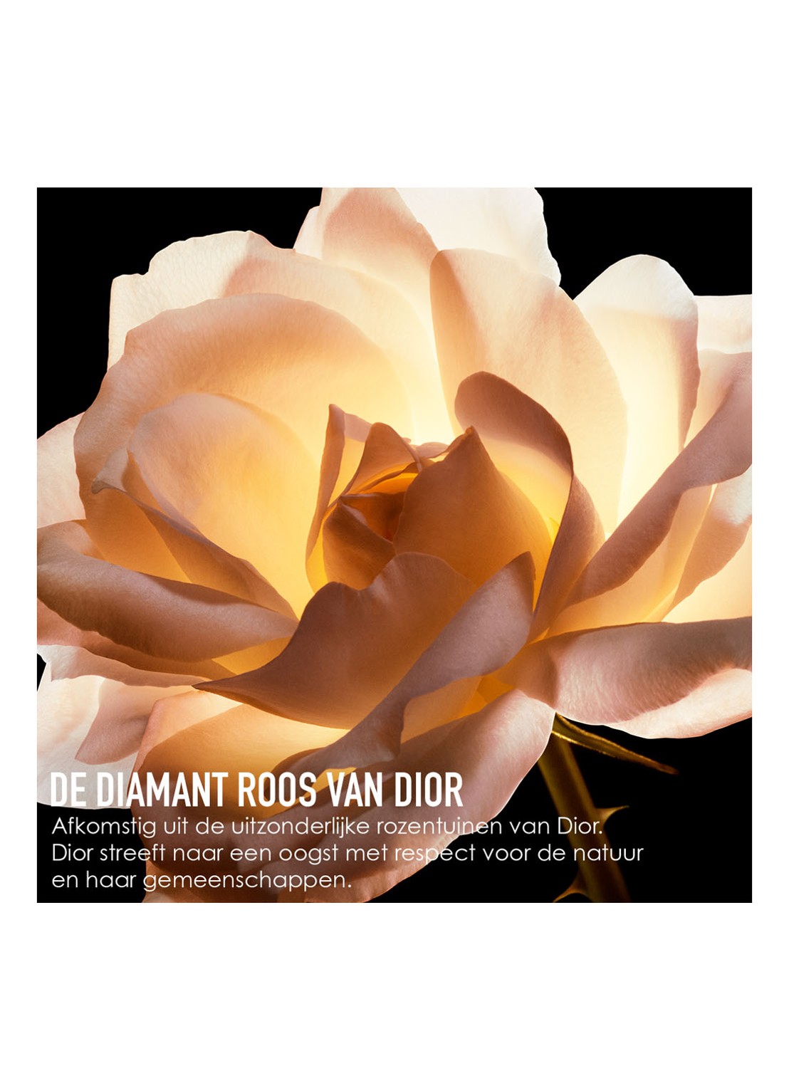 DIOR Prestige La Crème Texture Essentielle - Intensief Herstellende Anti-Ageing Crème - detail 5 undefined