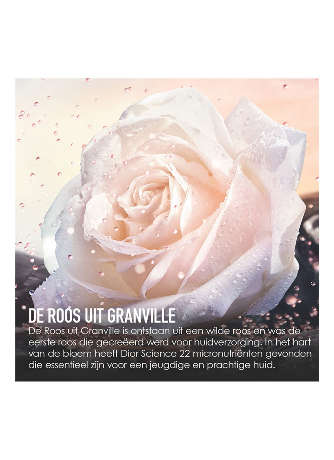 DIOR Prestige Micro-Serum de Rose Yeux - oogserum - detail 6 undefined