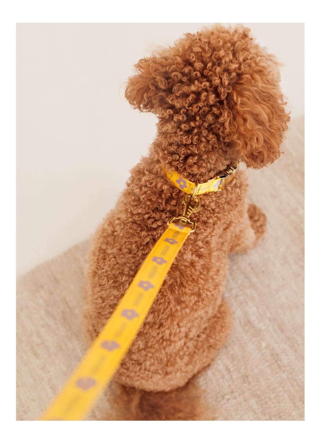 DOGGUO Flower collar M halsband voor honden 36 - 52 cm - detail 4 geel