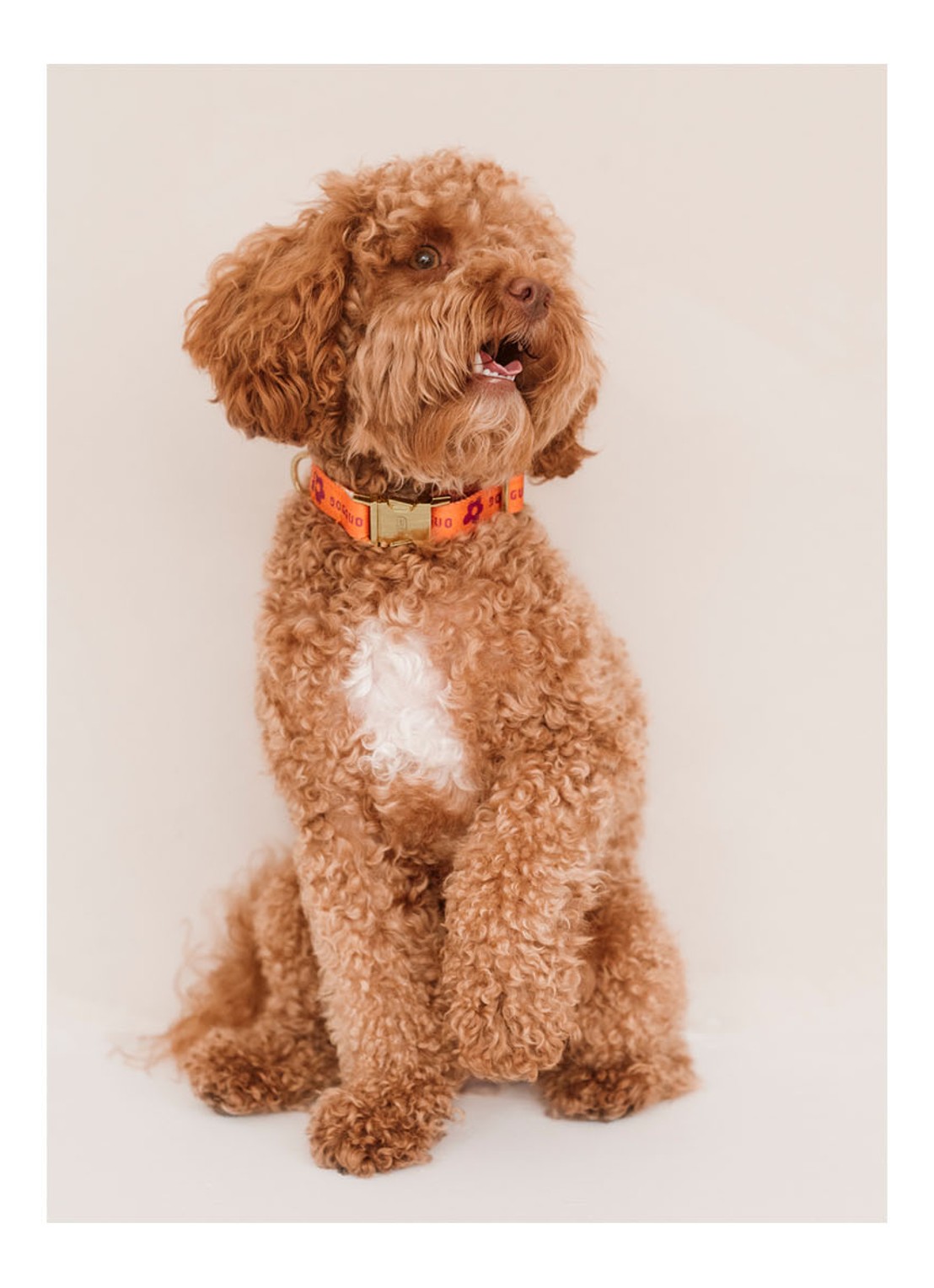 DOGGUO Flower collar M halsband voor honden 36 x 52 cm - detail 2 oranje