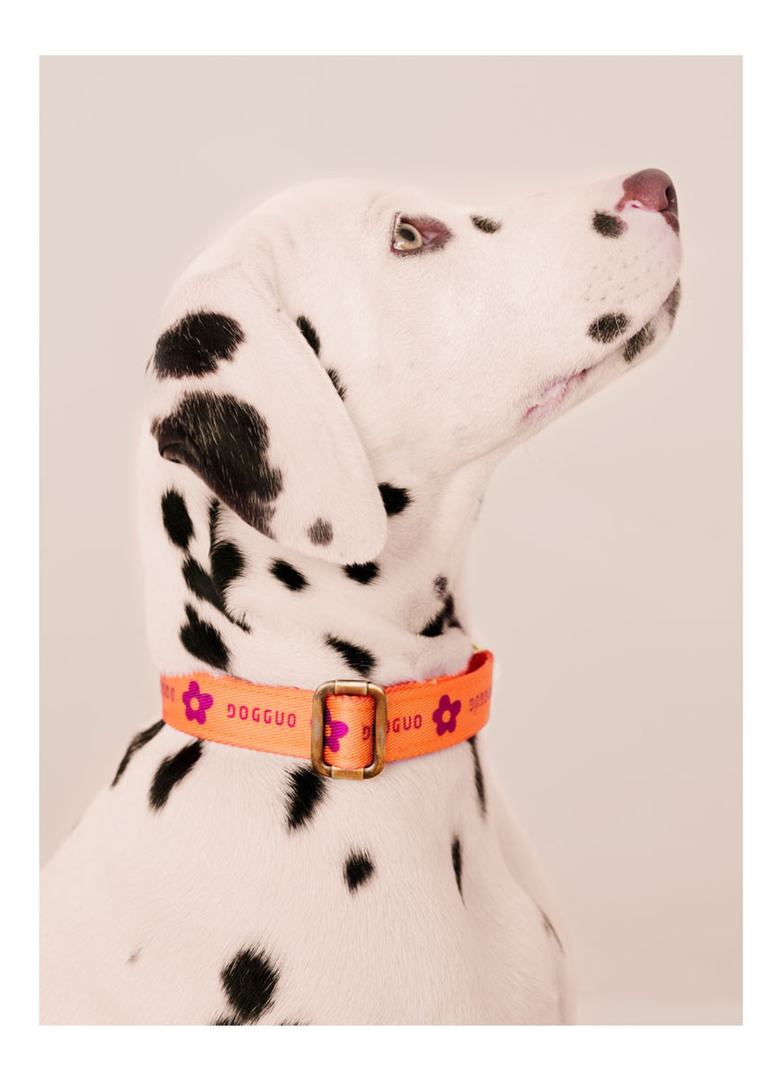 DOGGUO Flower collar M halsband voor honden 36 x 52 cm - detail 3 oranje