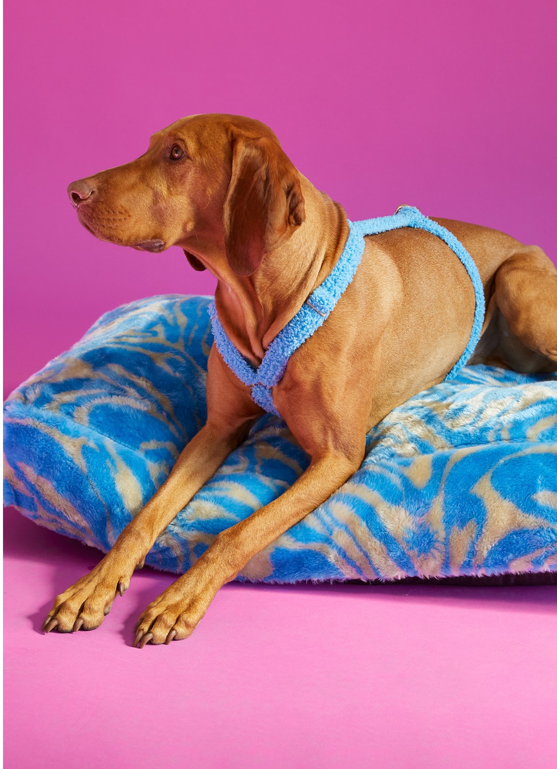 DOGGUO Swirl L hondenmand 105 x 65 cm - voorkant 2 blauw