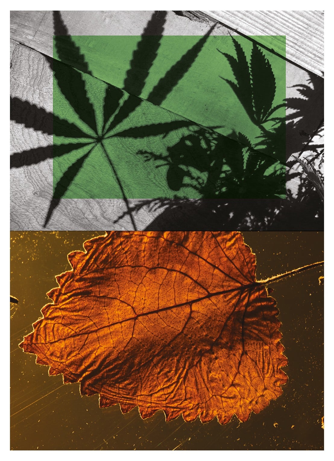 Dries Van Noten Cannabis Patchouli Eau de Parfum - detail 3 undefined