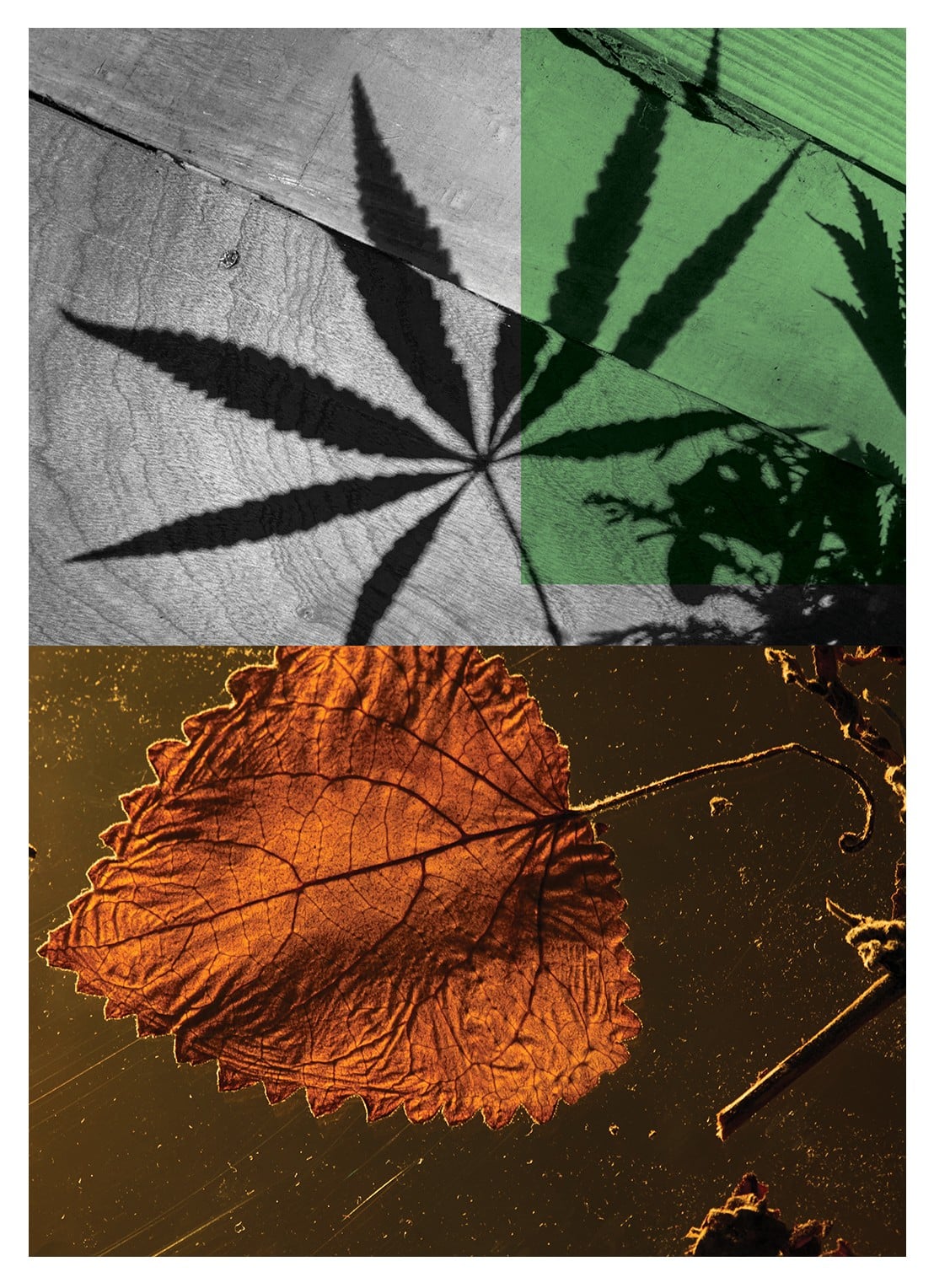 Dries Van Noten Cannabis Patchouli Eau de Parfum - detail 4 undefined