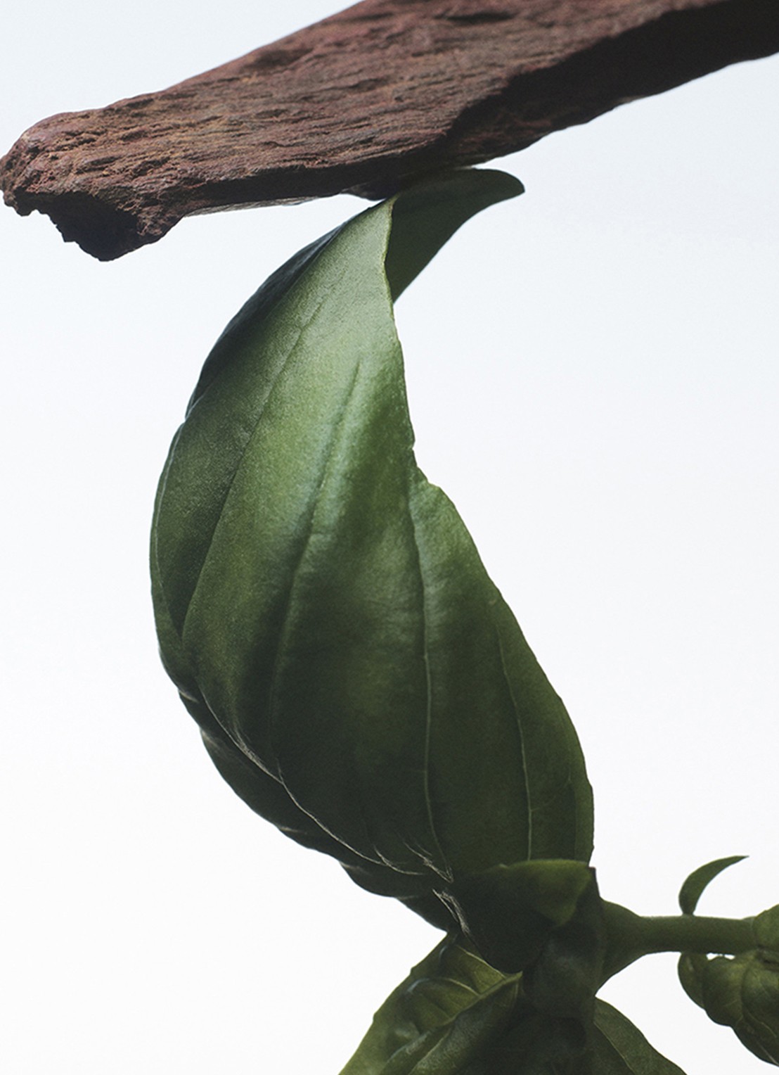 Dries Van Noten Crazy Basil Eau de Parfum - voorkant 3 undefined