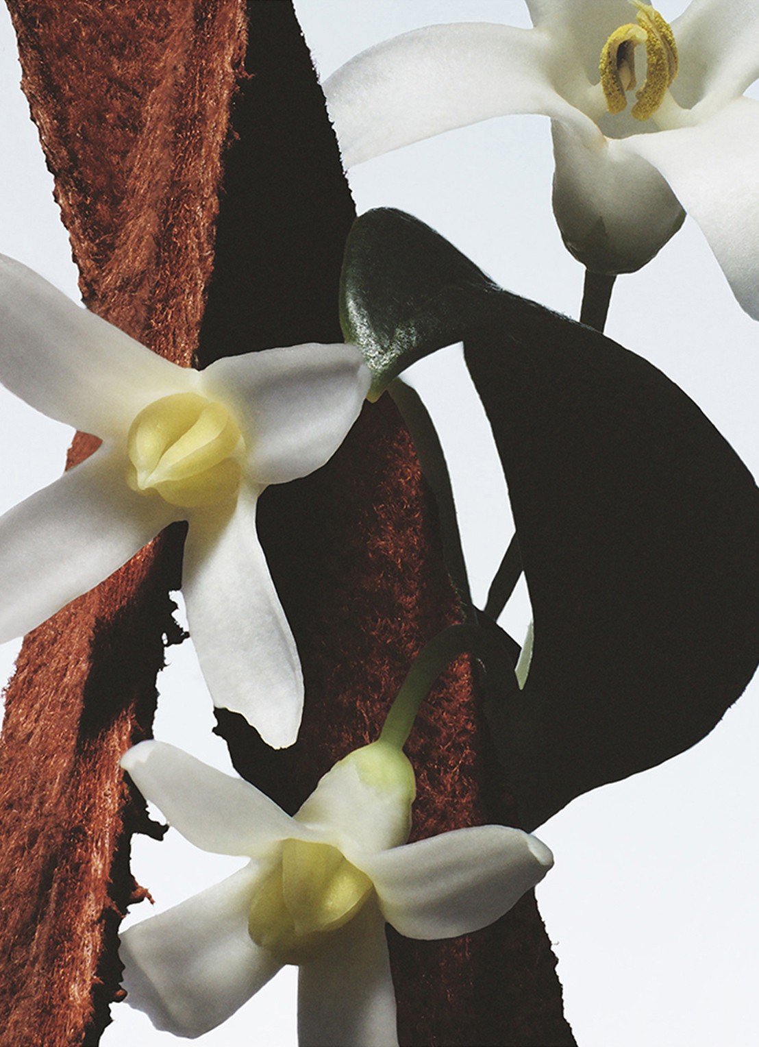 Dries Van Noten Fleur du Mal Eau de Parfum - voorkant 3 undefined