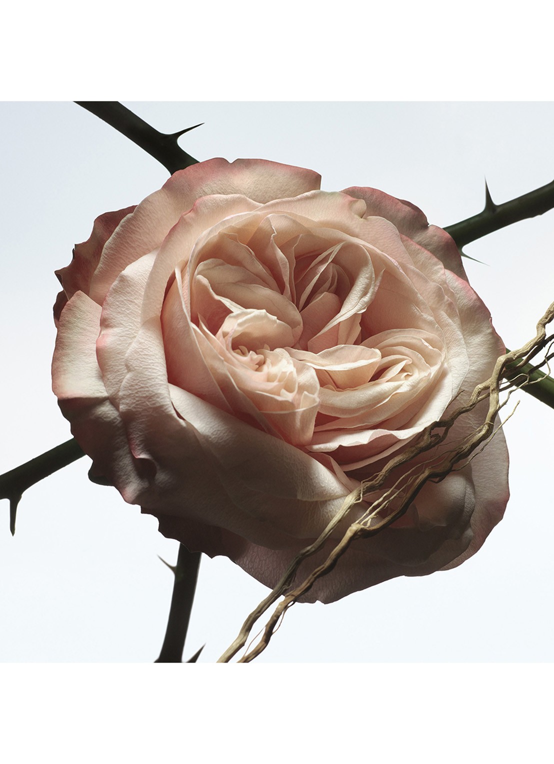 Dries Van Noten Rosa Carnivora Eau de Parfum - detail 7 undefined