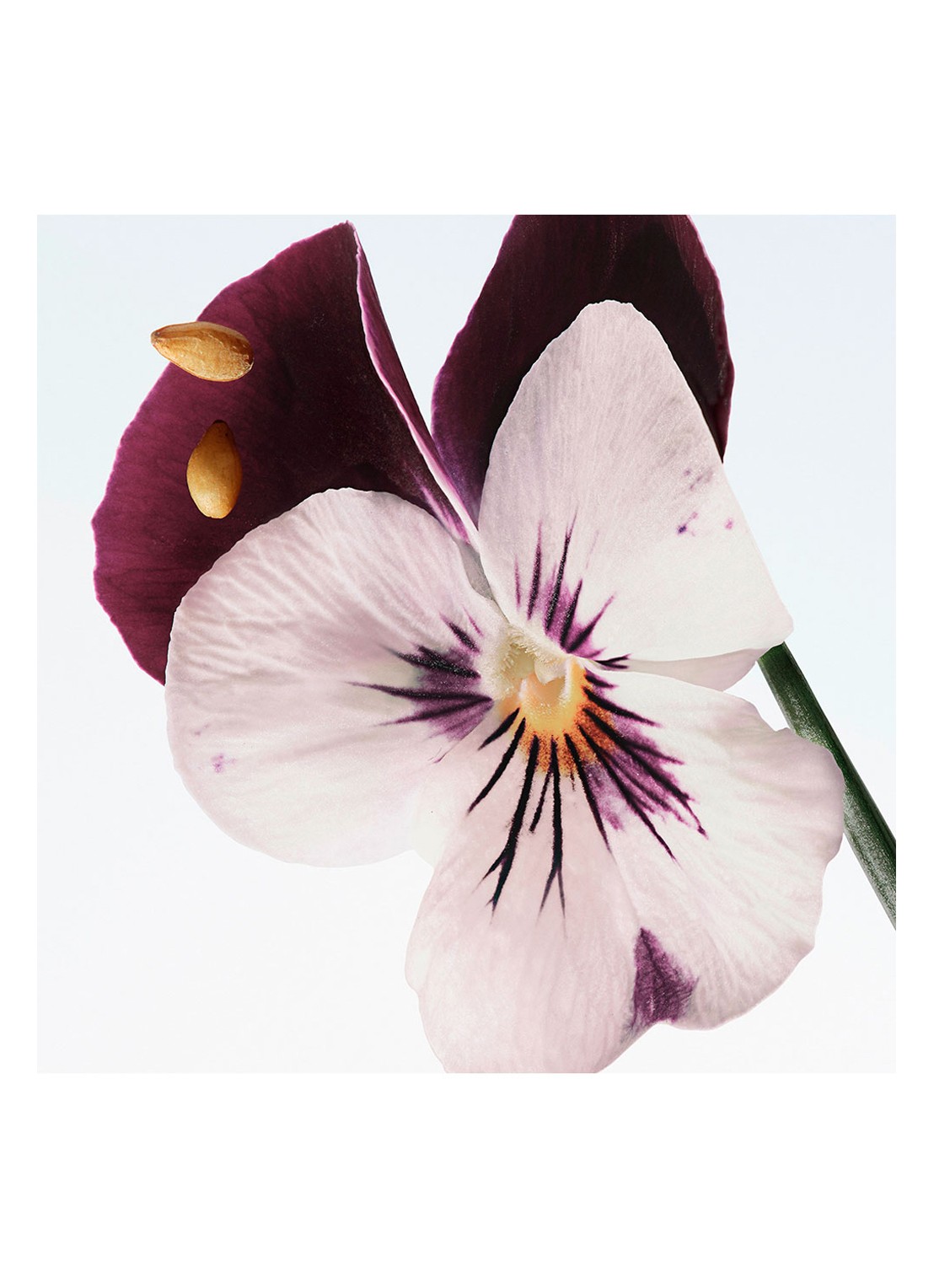 Dries Van Noten Velvet Violet Eau de Parfum - voorkant 2 undefined