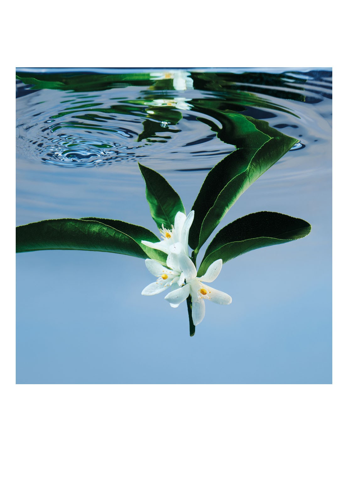 Gucci Gucci Bloom Eau de Toilette - detail 8 undefined