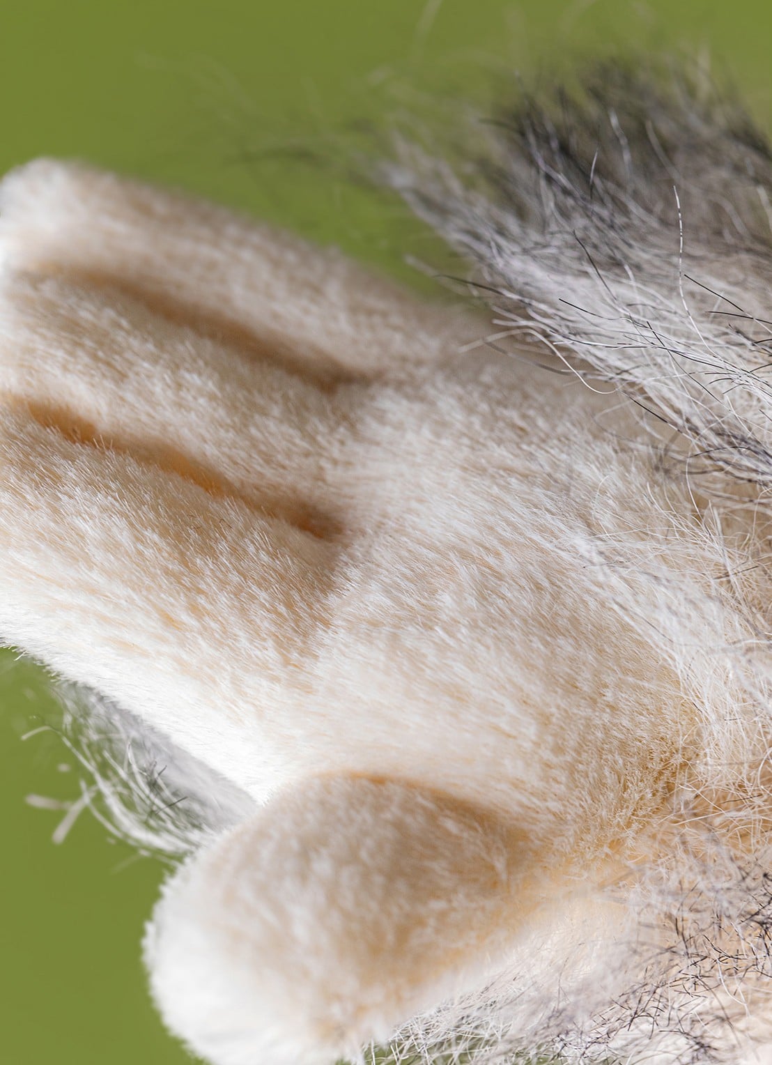 Jellycat Bretti Yeti knuffel 28 cm - detail 2 beige