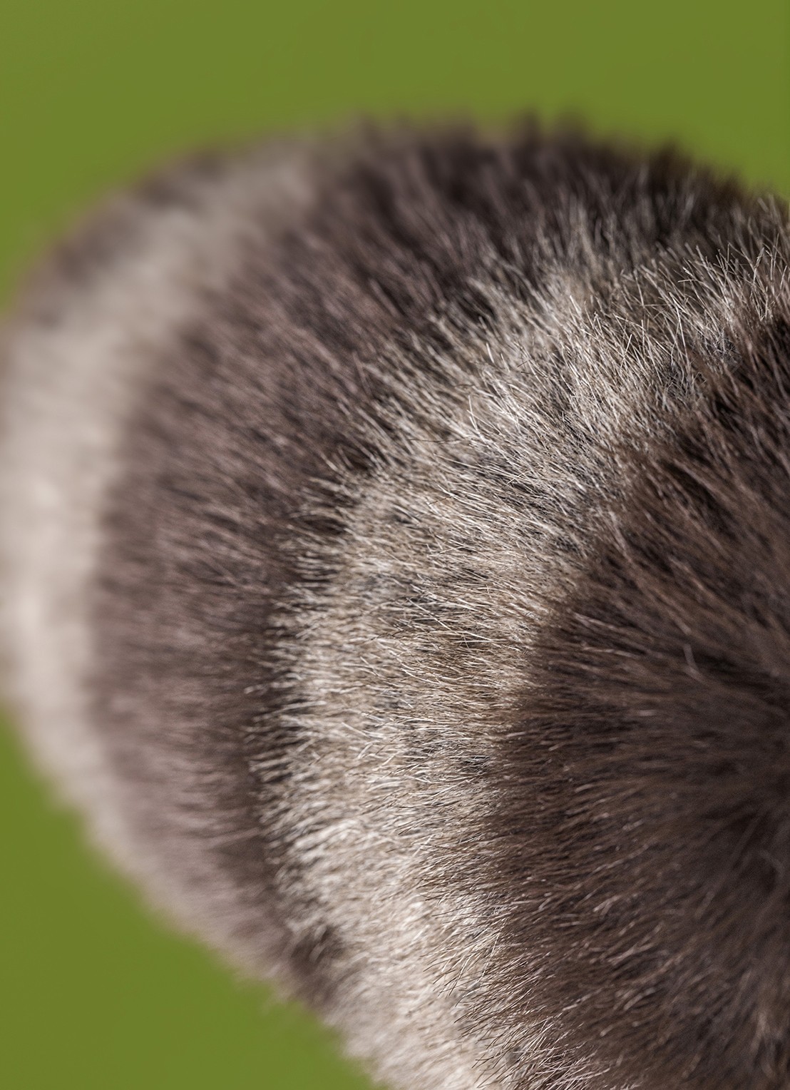 Jellycat Trixiwoo Raccoon knuffel 24 cm - detail 3 beige
