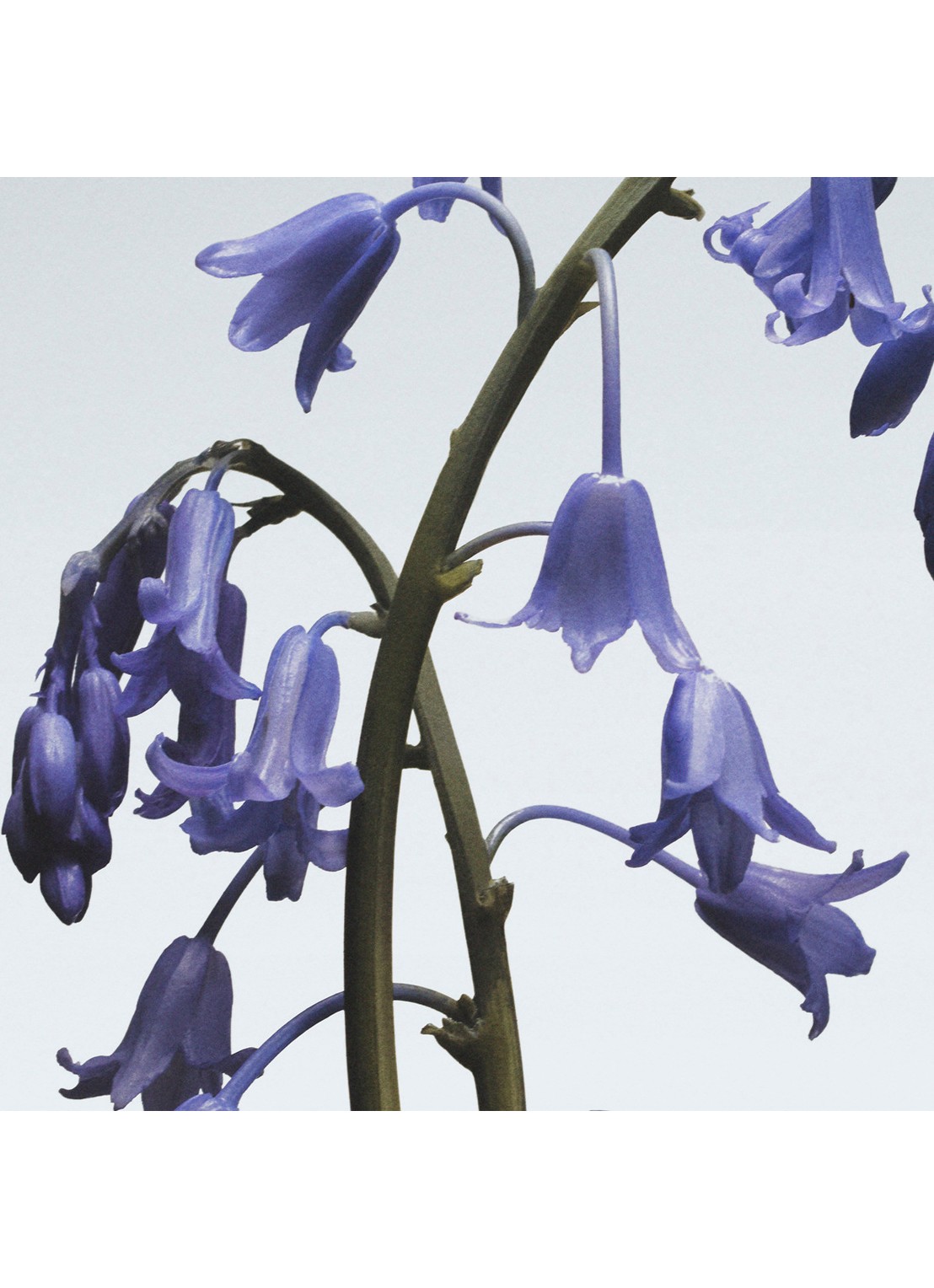 Jo Malone London Wild Bluebell Body & Hand Wash - douchegel & handzeep - voorkant 3 undefined