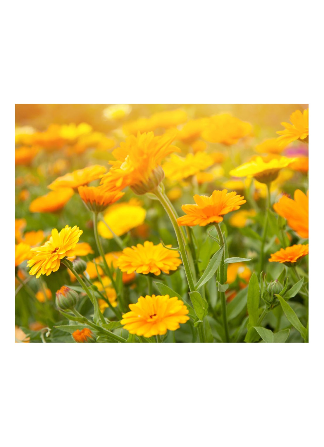 Kiehl's Calendula Petal-Infused Calming Mask - gezichtsmasker - detail 6 undefined