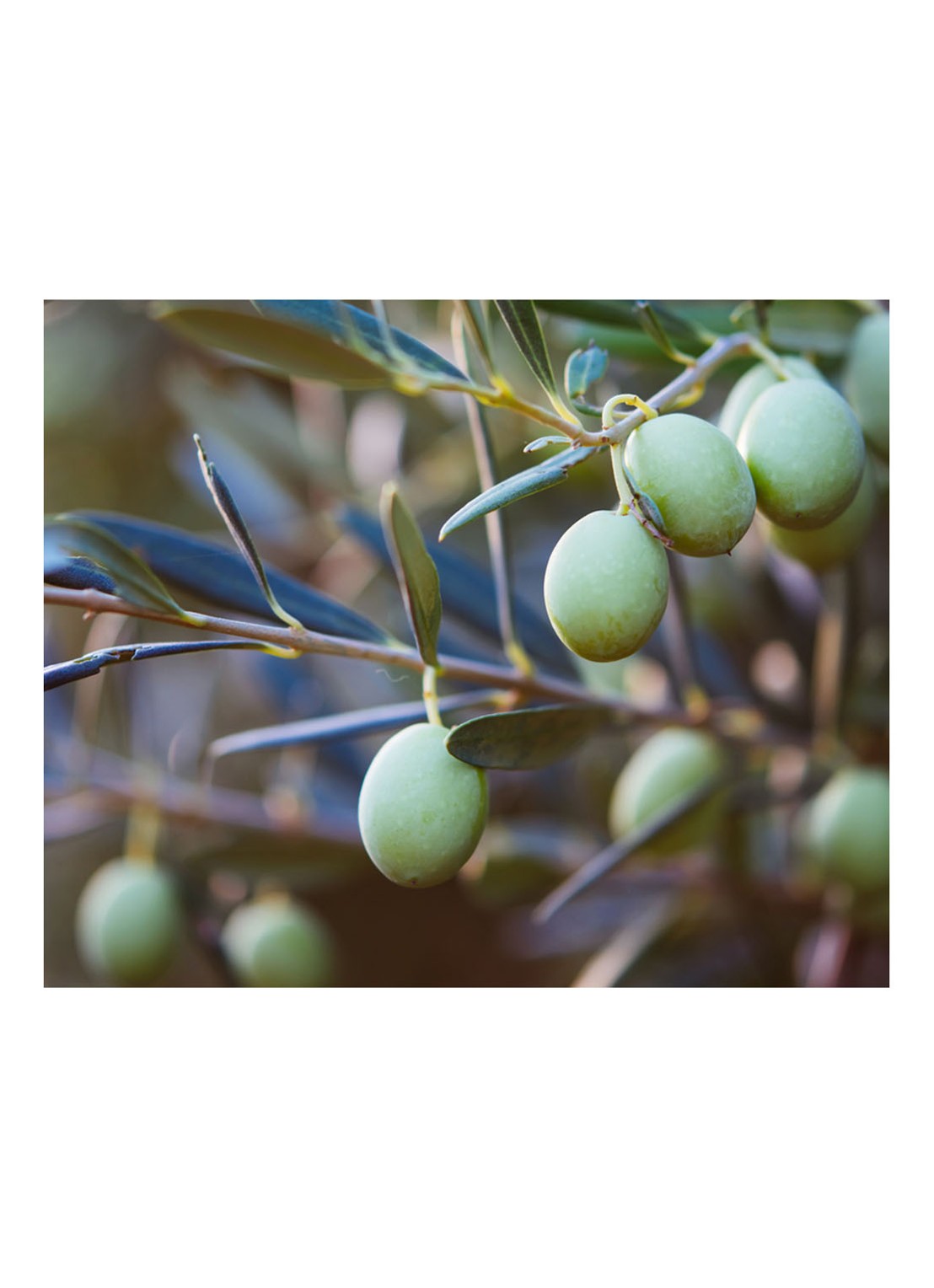Kiehl's Olive Fruit Oil Deeply Repairative Hair Pak - conditioner - detail 5 undefined
