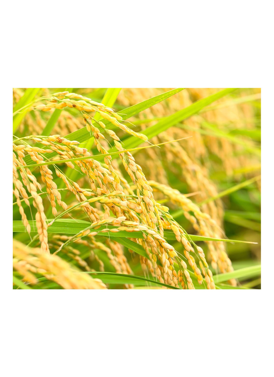 Kiehl's Rice and Wheat Shampoo - detail 3 undefined