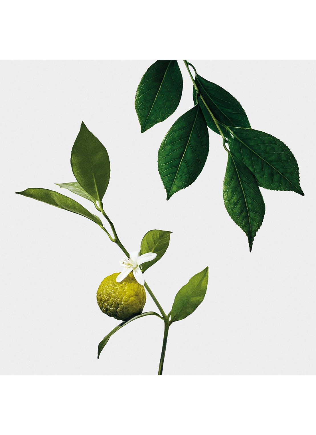 LOEWE Earl Grey Scented Candle - geurkaars 320 gram - detail undefined