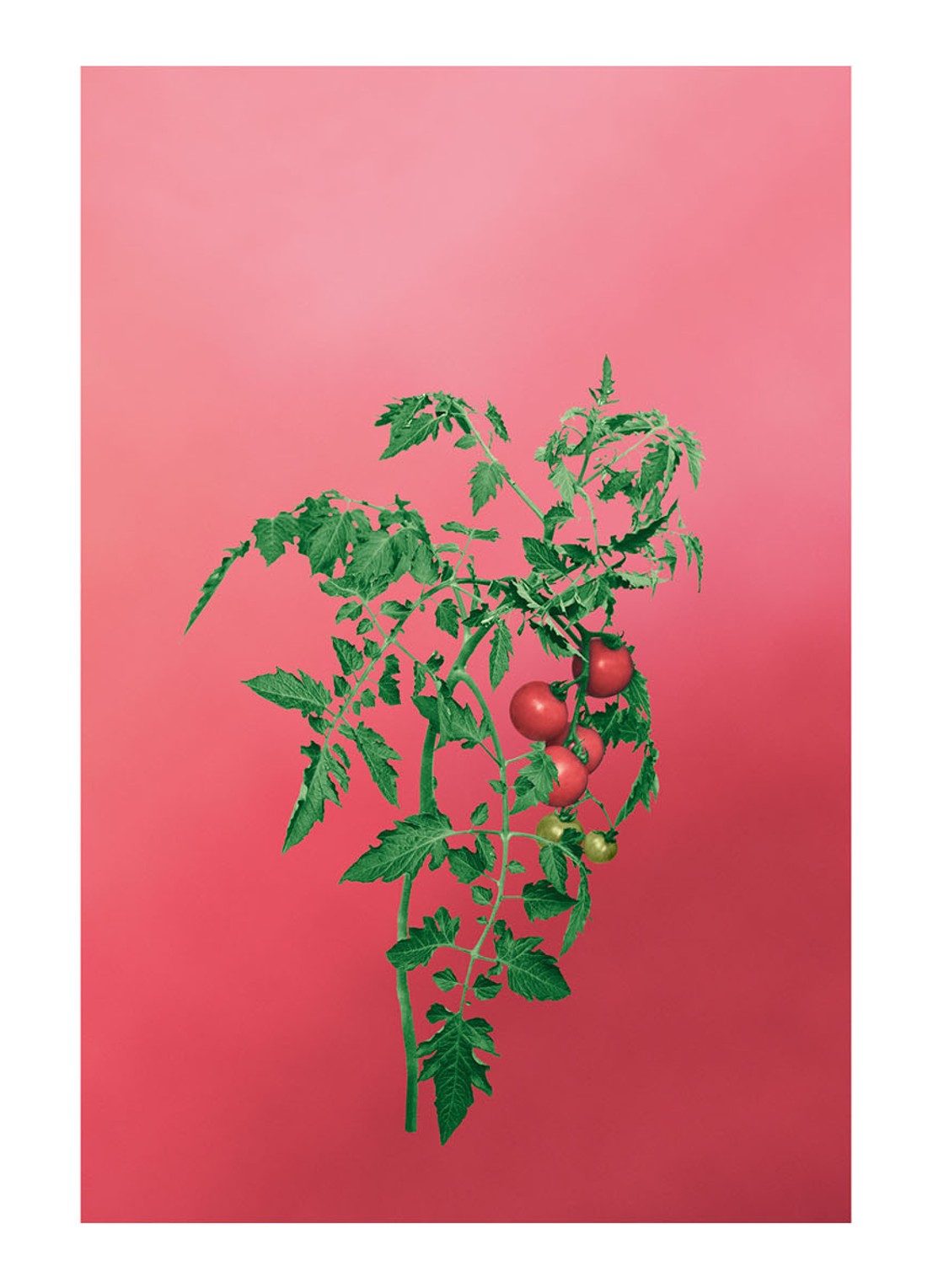 LOEWE Large Tomato Leaves Candle - geurkaars 2120 gram - detail 4 undefined