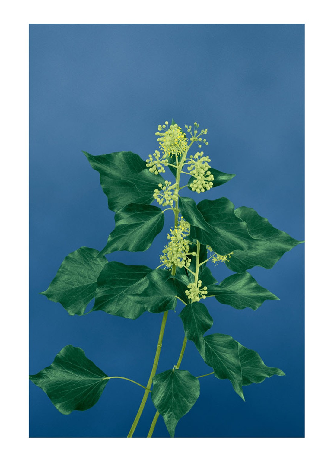 LOEWE Medium Ivy Candle - geurkaars 610 gram - detail 4 undefined