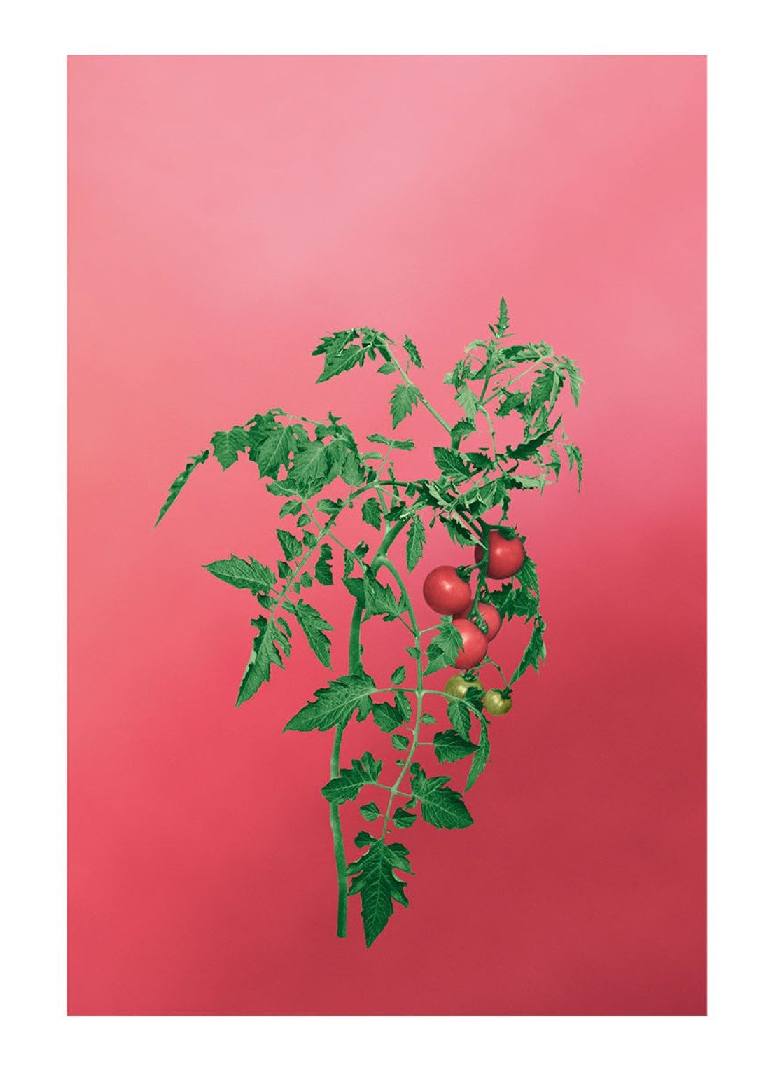 LOEWE Small Tomato Leaves Candle - geurkaars 170 gram - detail 4 undefined