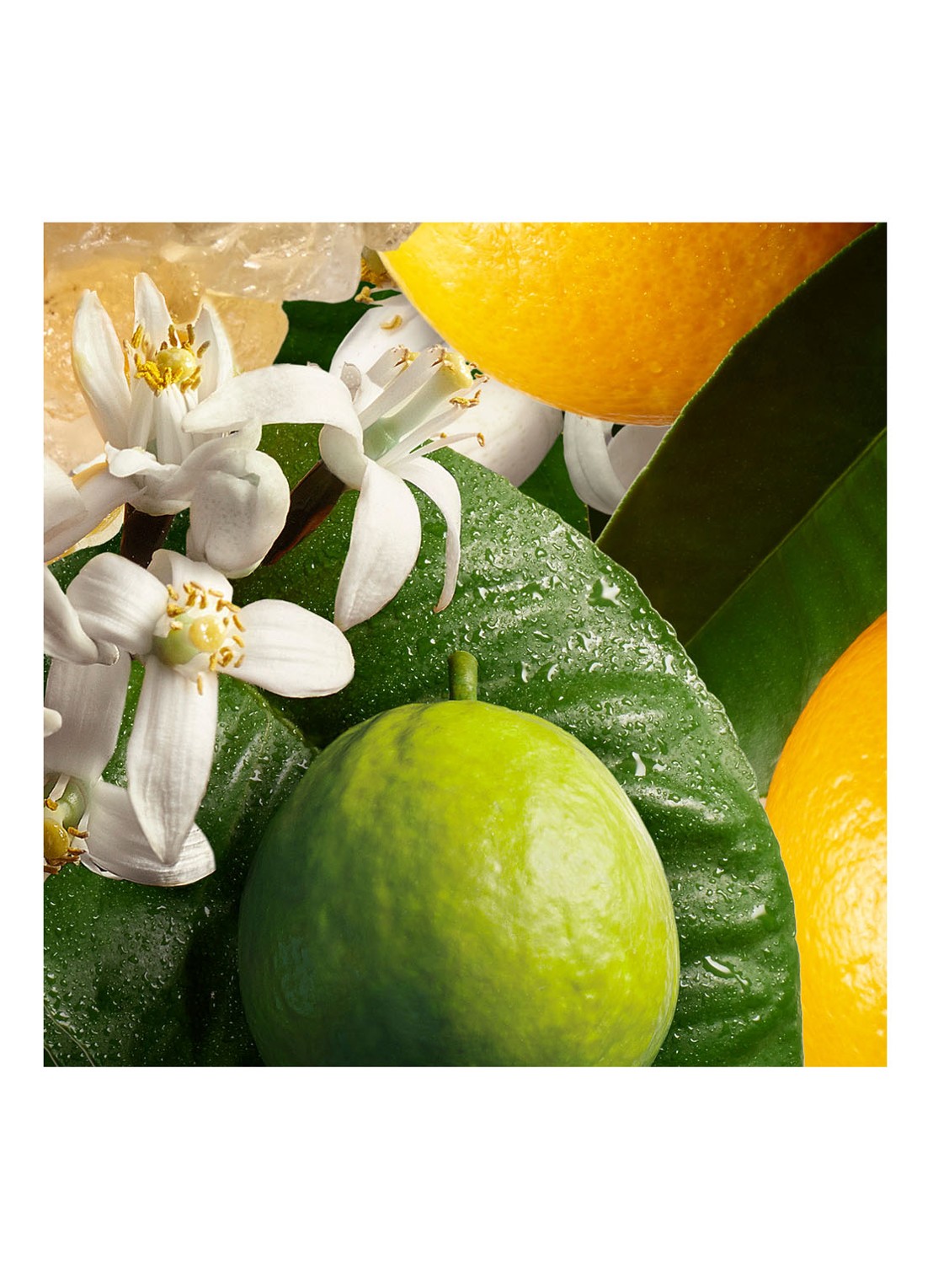 Molton Brown Orange & Bergamot Bodylotion - detail 5 undefined