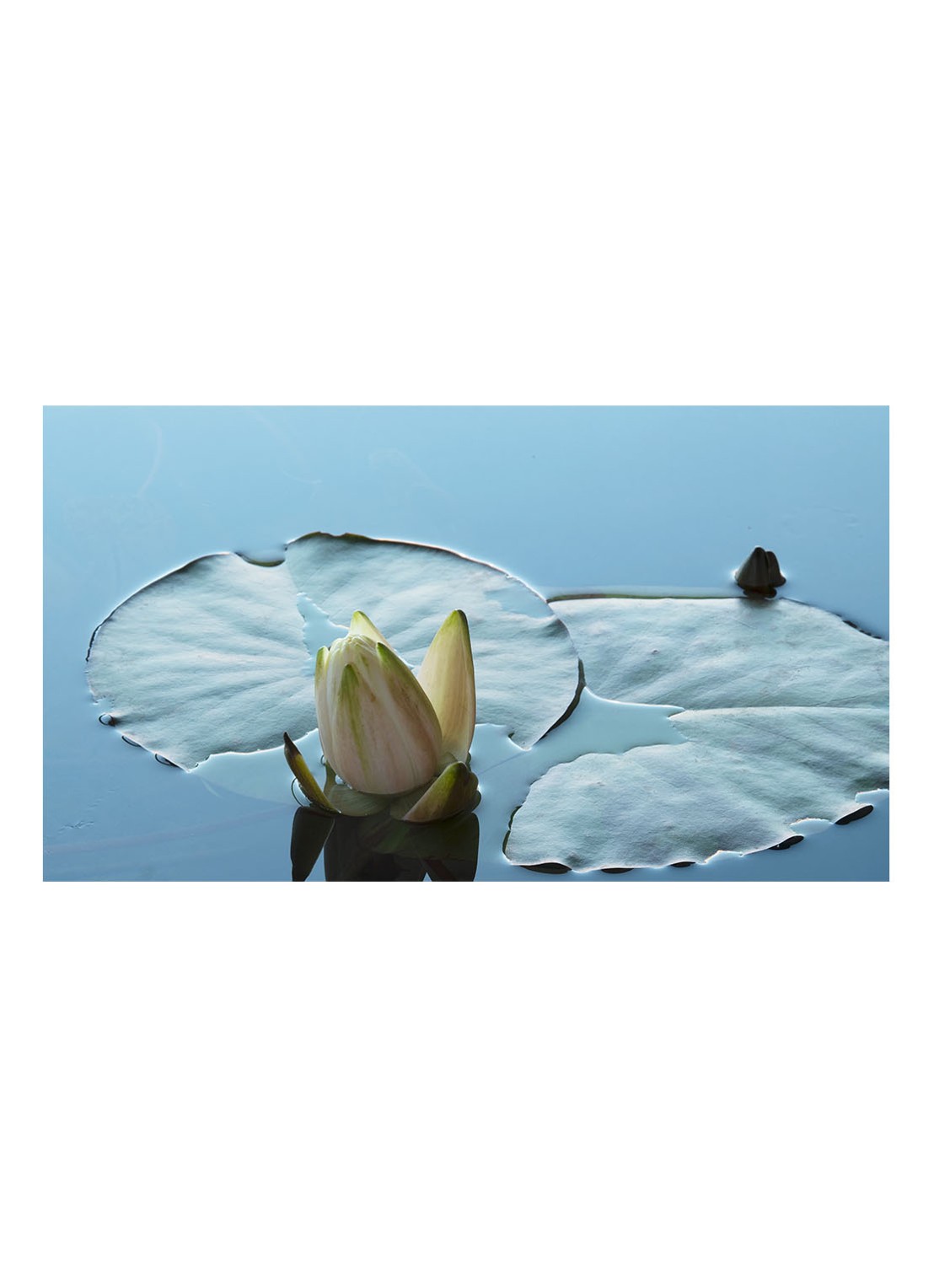 Montale Herbal Aquatica Eau de Parfum - detail 2 undefined
