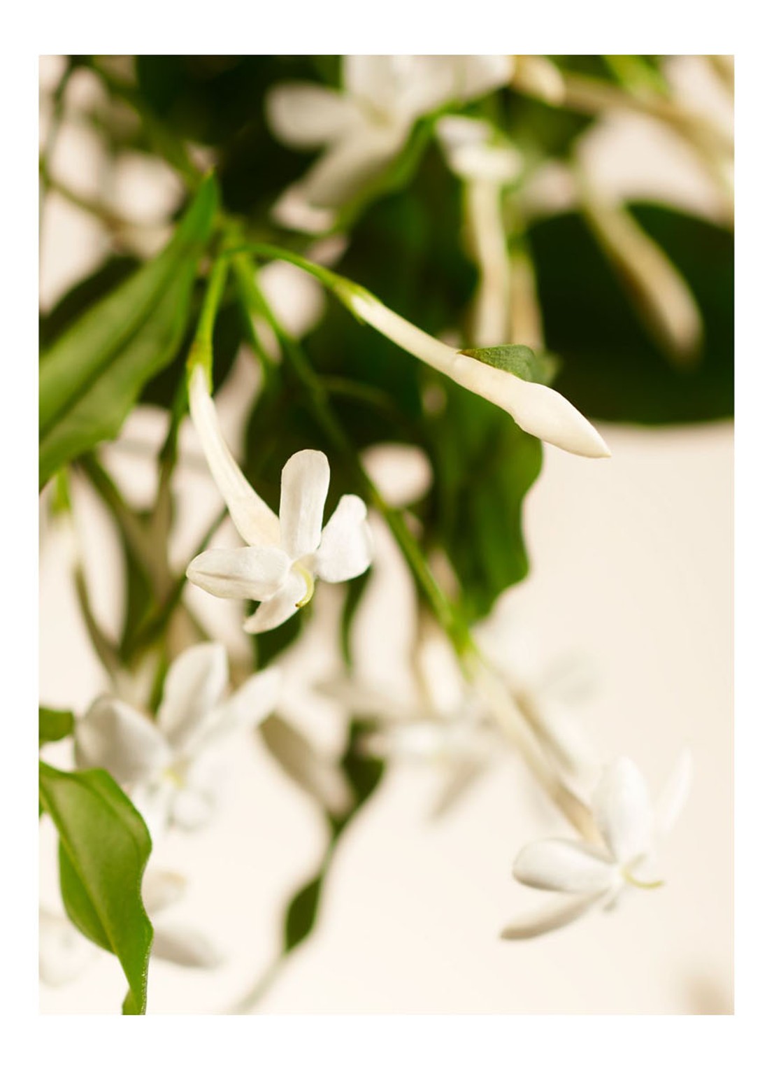 Rituals Sweet Jasmine Fragrance Sticks Refill - navulling voor geurstokjes - detail undefined