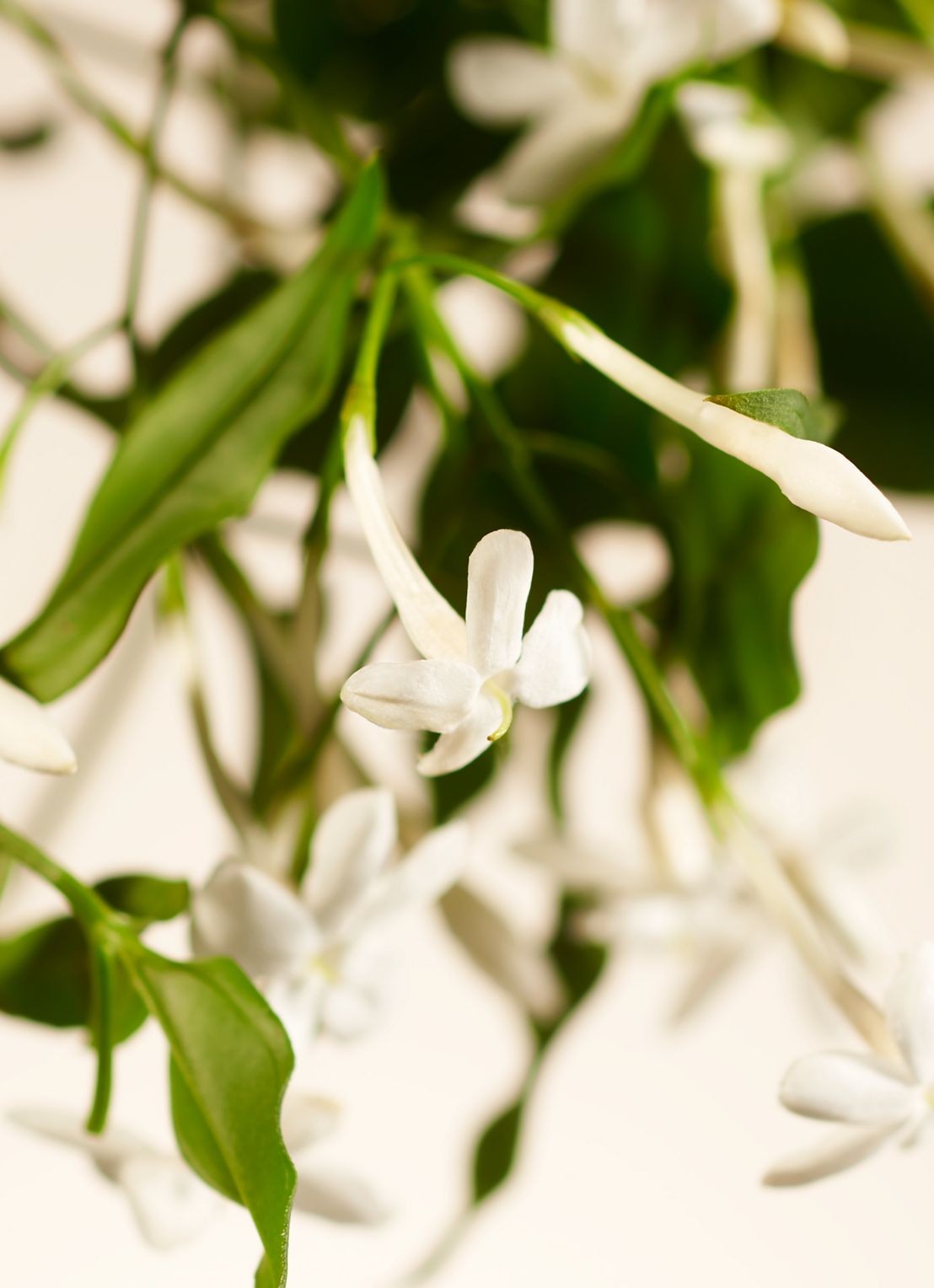 Rituals Sweet Jasmine Scented Candle - geurkaars  - detail 2 transparant