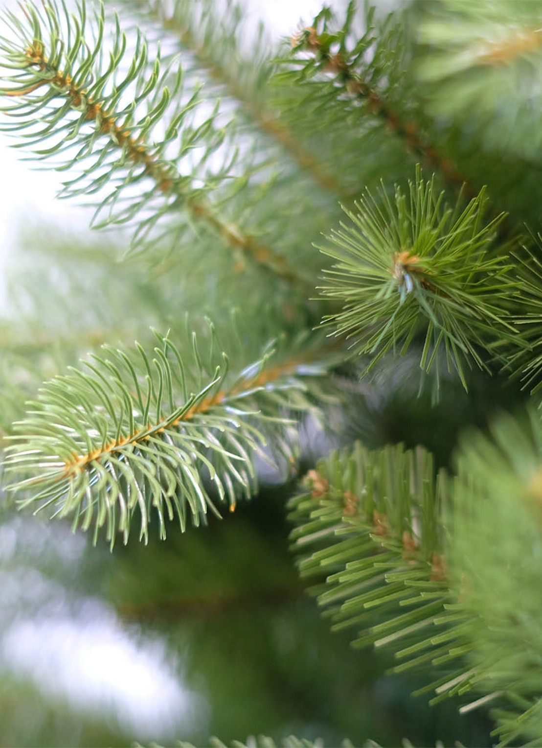 Van Der Gucht Feel Real® Bayberry® kerstkunstboom 228 cm - detail groen