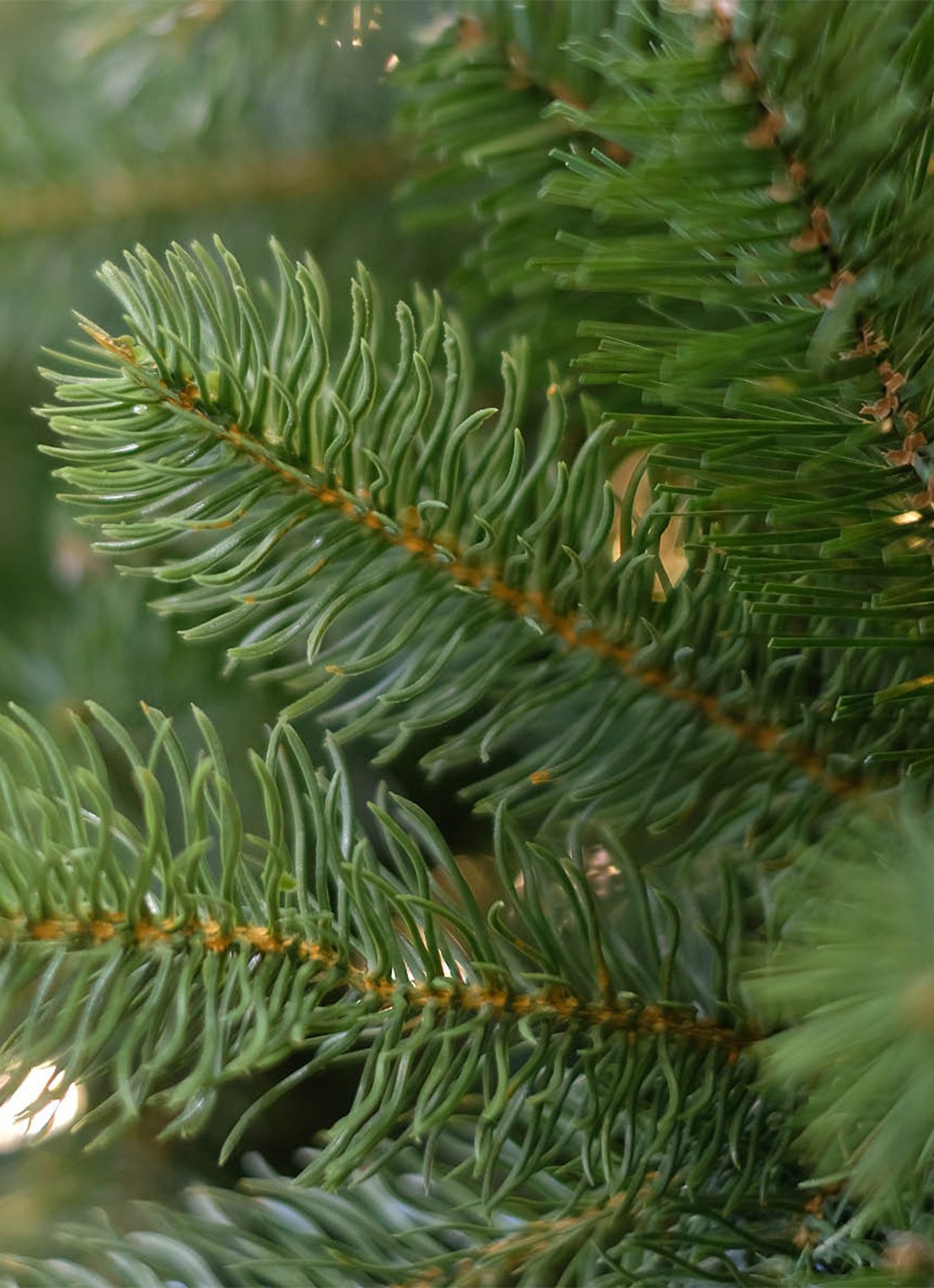 Van Der Gucht Feel Real® Bayberry® kunstkerstboom 213 cm - achterkant 3 groen