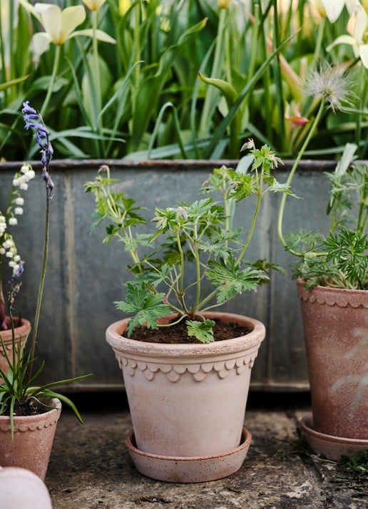 Bergs Potter Københavner bloempot voor binnen en buiten Ø21 cm - voorkant 2 donkerbeige