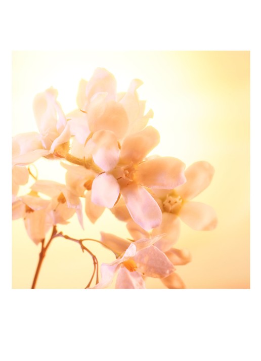 Charlotte Tilbury Joyphoria Eau de Parfum - detail 4 undefined
