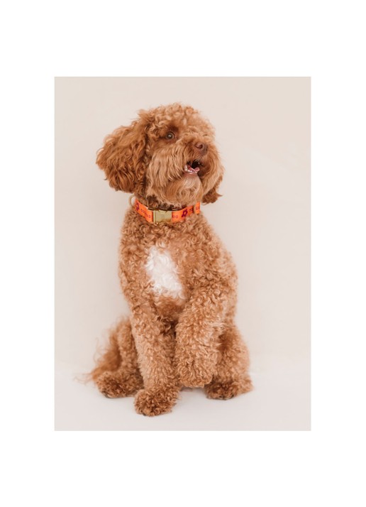 DOGGUO Flower collar M halsband voor honden 36 x 52 cm - detail 2 oranje