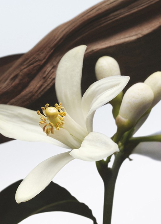 Dries Van Noten Jardin de l'Orangerie Eau de Parfum - voorkant 4 undefined