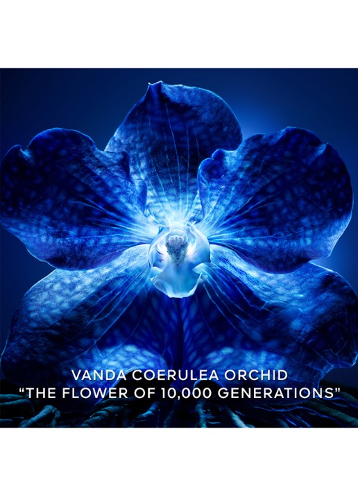 Guerlain The Longevity Concentrate - navulling - detail 5 undefined