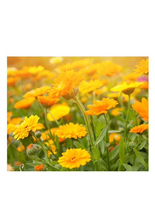 Kiehl's Calendula Petal-Infused Calming Mask - gezichtsmasker - detail 6 undefined