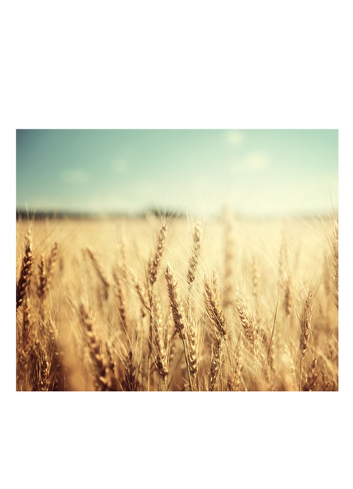 Kiehl's Rice and Wheat Shampoo - detail 2 undefined