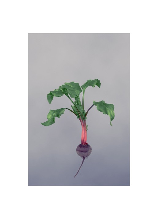 LOEWE Large Beetroot Candle - geurkaars 2120 gram  - detail 4 undefined