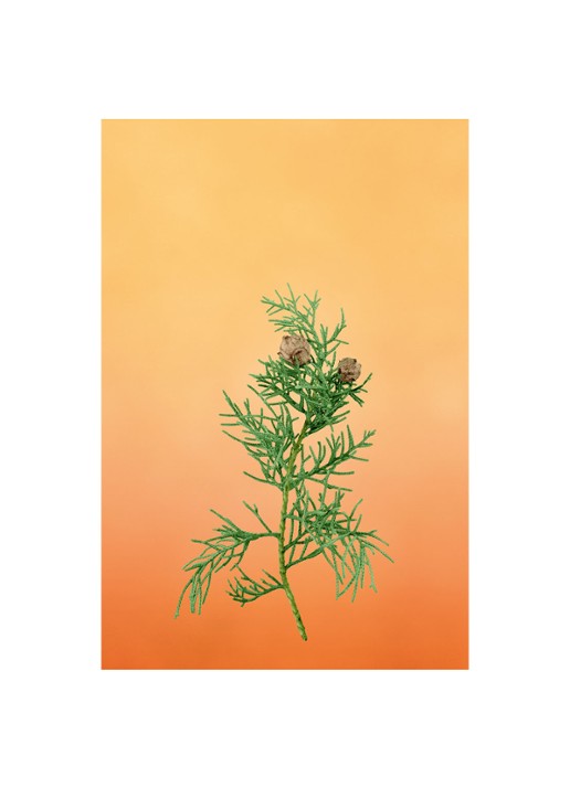 LOEWE Small Cypress Balls Candle - geurkaars 170 gram - detail 6 undefined