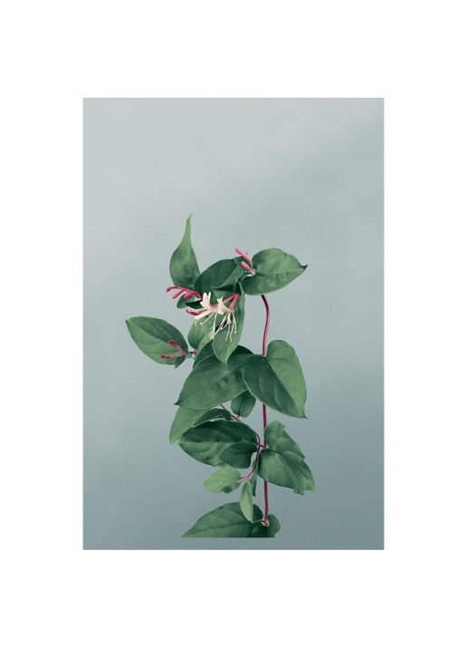 LOEWE Small Honeysuckle Candle - geurkaars 170 gram - detail 4 undefined