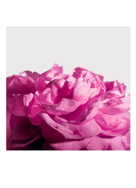 Matiere Premiere Radical Rose Extrait de Parfum - detail 3 undefined