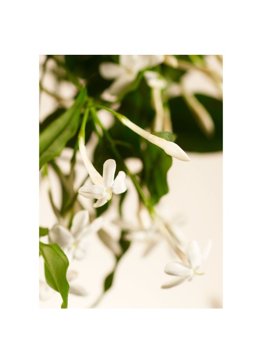 Rituals Sweet Jasmine Home Perfume - huisparfum - detail undefined